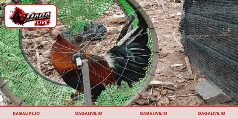 Quy tắc cơ bản trong cách luyện thể lực cho gà chọi