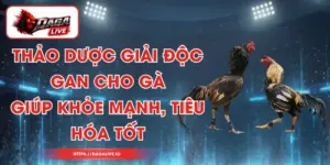 Thảo Dược Giải Độc Gan Cho Gà Giúp Khỏe Mạnh, Tiêu Hóa Tốt