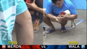 Full clip đá gà trực tiếp CPC5 Thomo ngày 11082026